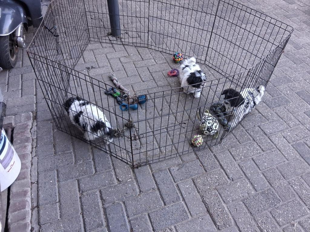 Te koop mooie speelse kleinblijvende boomer pups, Overige rassen, 8 tot 15 weken, Meerdere, Meerdere dieren