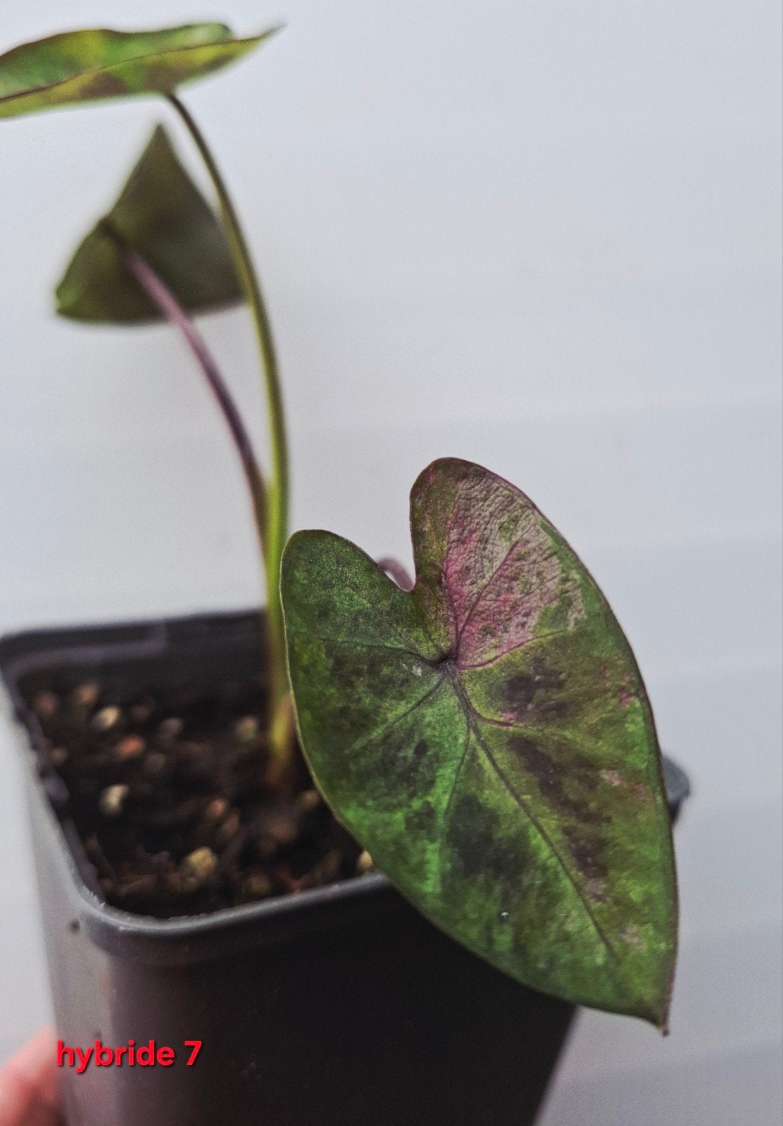 UNIEKE Colocasia en Glowing Bones, Tossakan, sunshine day, Ophalen of Verzenden, Volle zon, Minder dan 100 cm