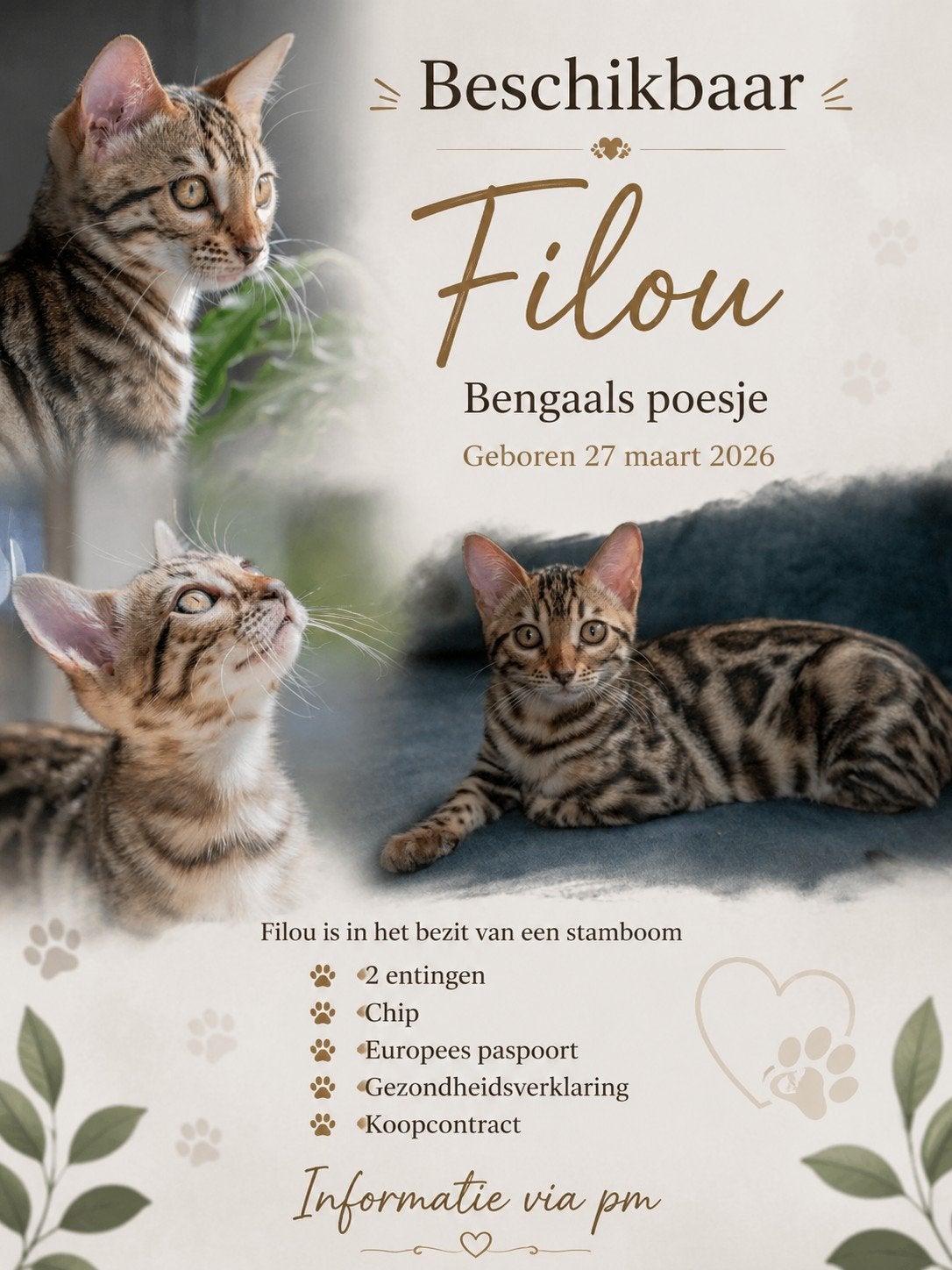 Raszuivere Bengaals poesje met Stamboom, Poes, Met stamboom, 0 tot 2 jaar