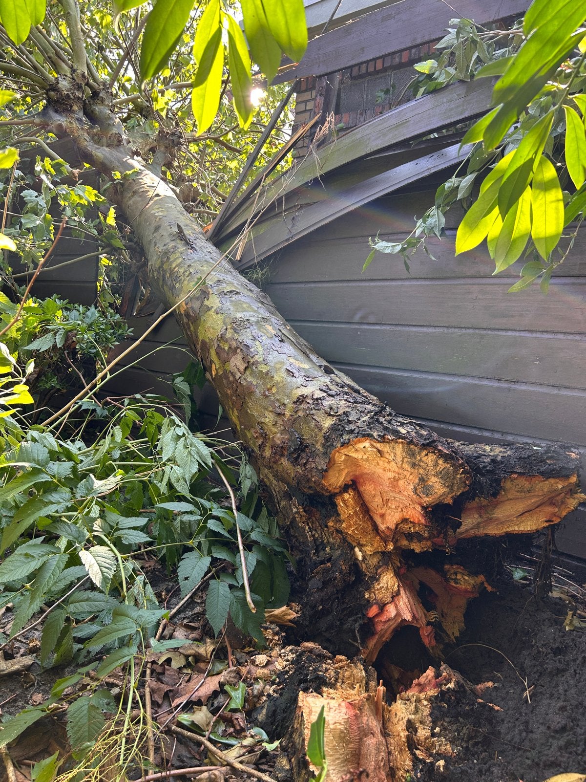 Gratis hout van omgevallen boom, 6 m³ of meer, Ophalen, Overige houtsoorten, Stammen