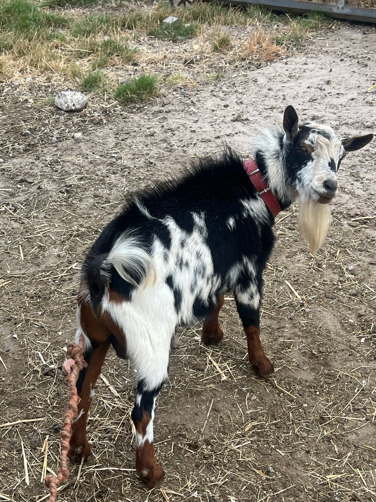 Super mooi dwerg bok, Dieren en Toebehoren, Schapen, Geiten en Varkens, Vrouwelijk, Schaap