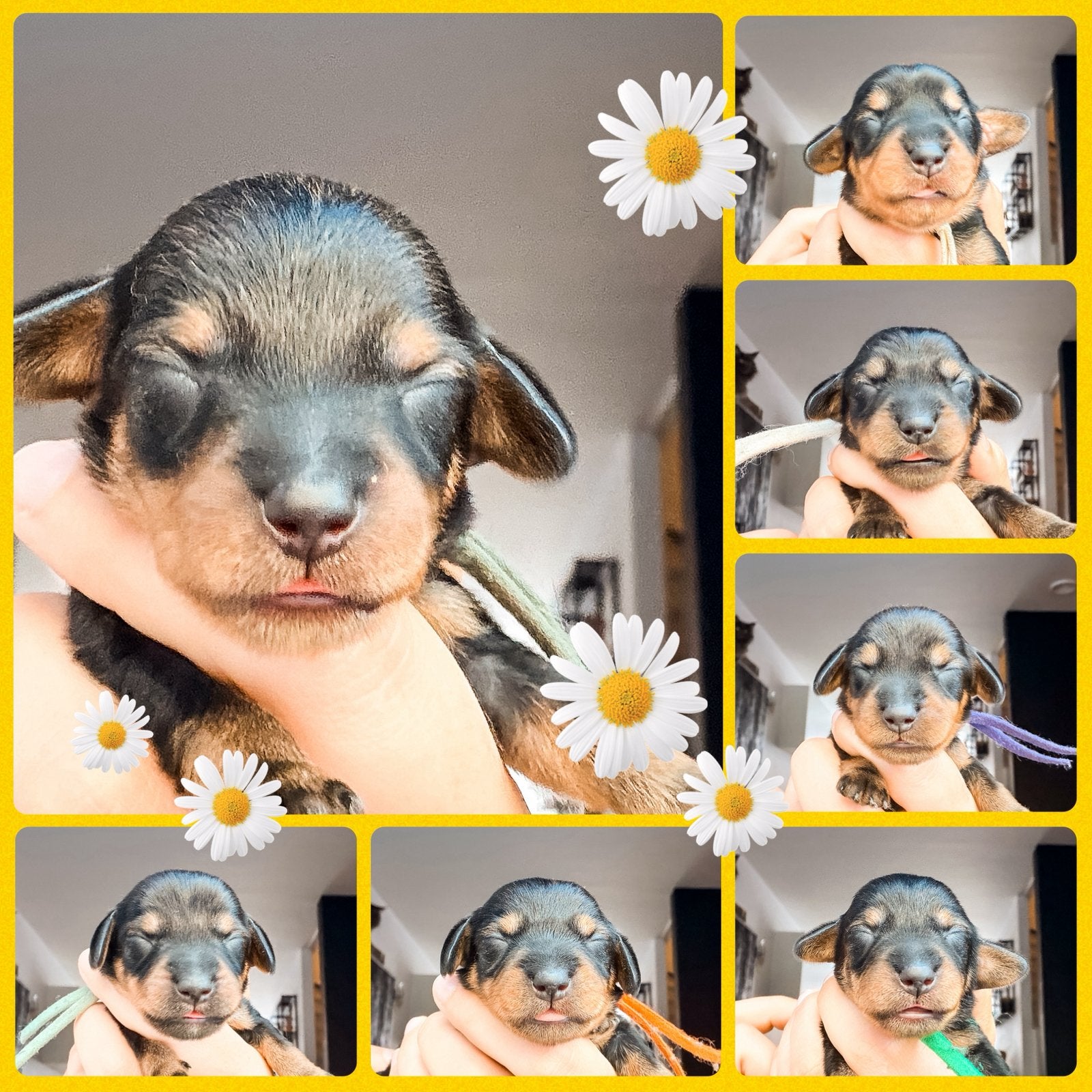 🌼Schattige ruwharige teckel pups🌼(kaninchen/dwerg), Dieren en Toebehoren, Kaninchen, 8 tot 15 weken, Parvo, Meerdere
