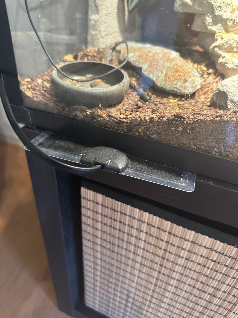 Luipaard gekko (eventueel met terrarium) Leopard Gecko photo 14