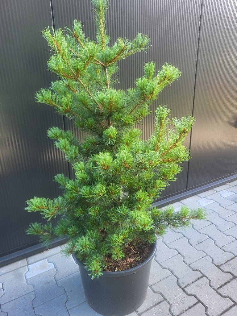 Pinus parviflora" Schoon,s "Bonsai, Tuin en Terras, Planten | Bomen, Bloeit niet, Halfschaduw, Minder dan 100 cm, Zuilboom