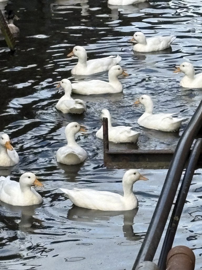 kwakers, Dieren en Toebehoren, Geslacht onbekend, Eend