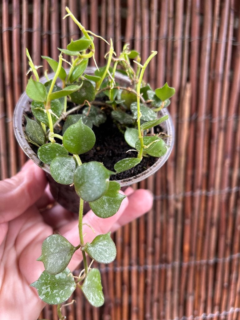 Hoya Curtisii 🪴, In pot, Minder dan 100 cm, Bloeiende kamerplant, Halfschaduw