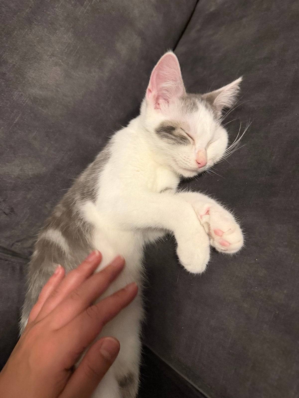 Kitten Kater Ragdoll kruising europese korthaar 16 weken oud, Dieren en Toebehoren, Katten en Kittens | Overige Katten, Kater
