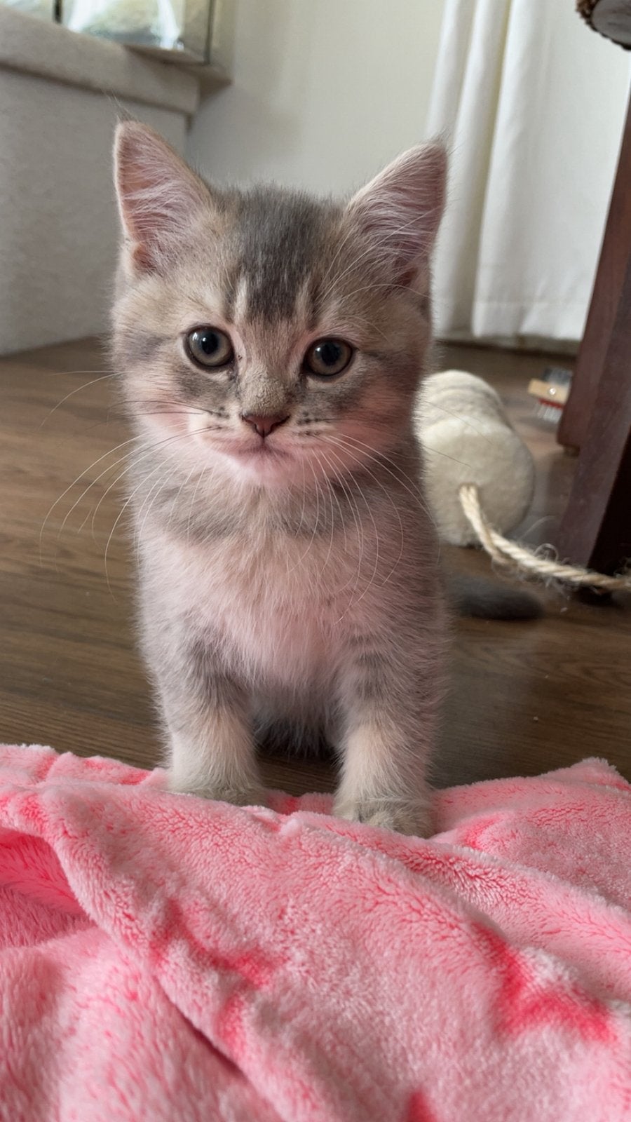 Prachtig britse korthaar kittens 2, Dieren en Toebehoren, Kater, Met stamboom, 0 tot 2 jaar