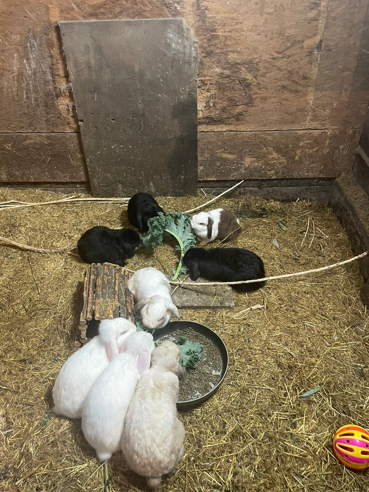 Groep minilops, Dieren en Toebehoren, Meerdere dieren
