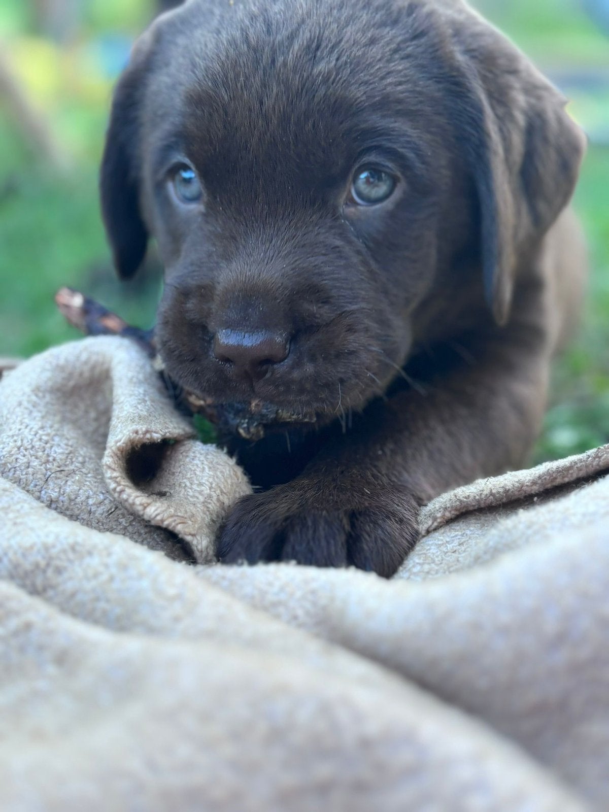 Raszuivere bruine labrador reu van 7 weken, Parvo, Reu, 8 tot 15 weken, Eén hond