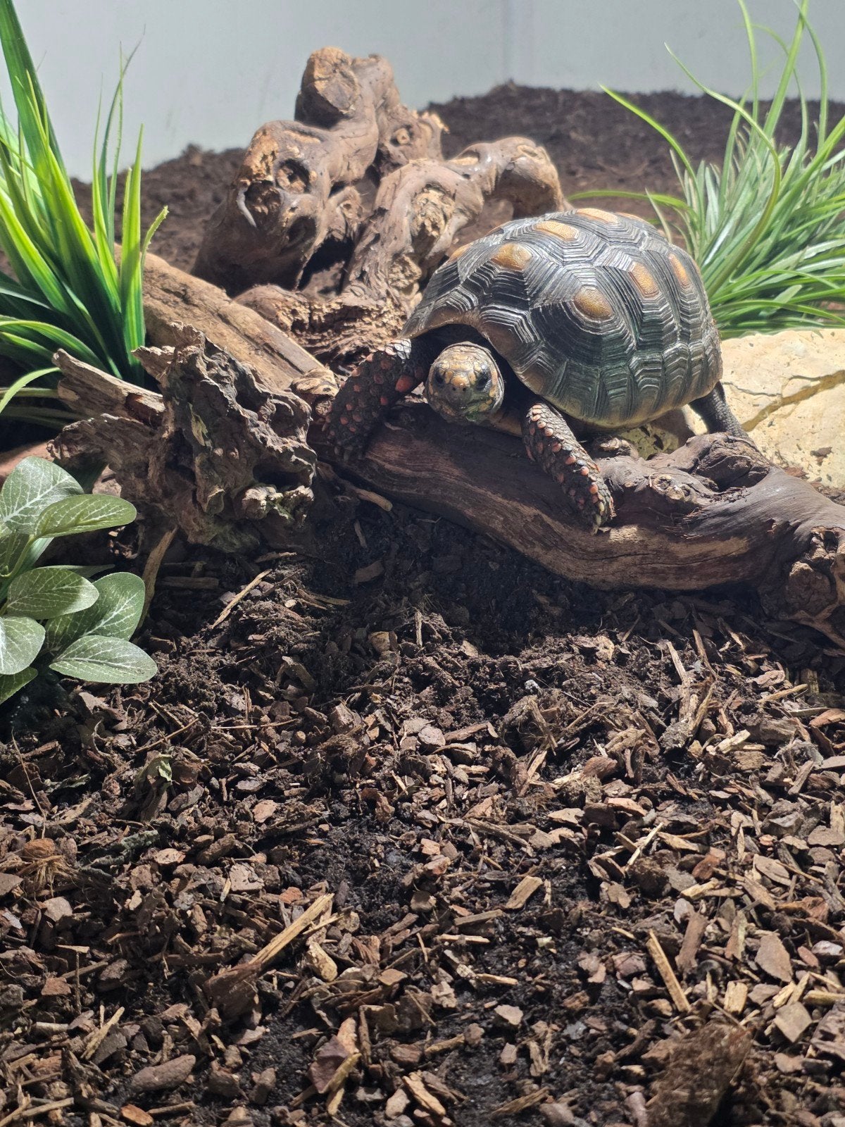 Landschildpadden ( Chelonoidis carbonarius )