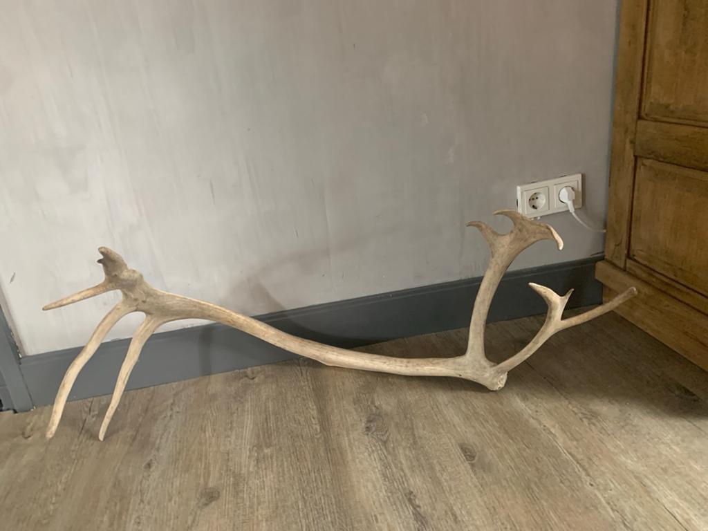 Groot landelijk damhert gewei afwerpstang edelhert xxl, Huis en Inrichting, Beige, Decoratieobject, Ophalen of Verzenden, Zo goed als nieuw