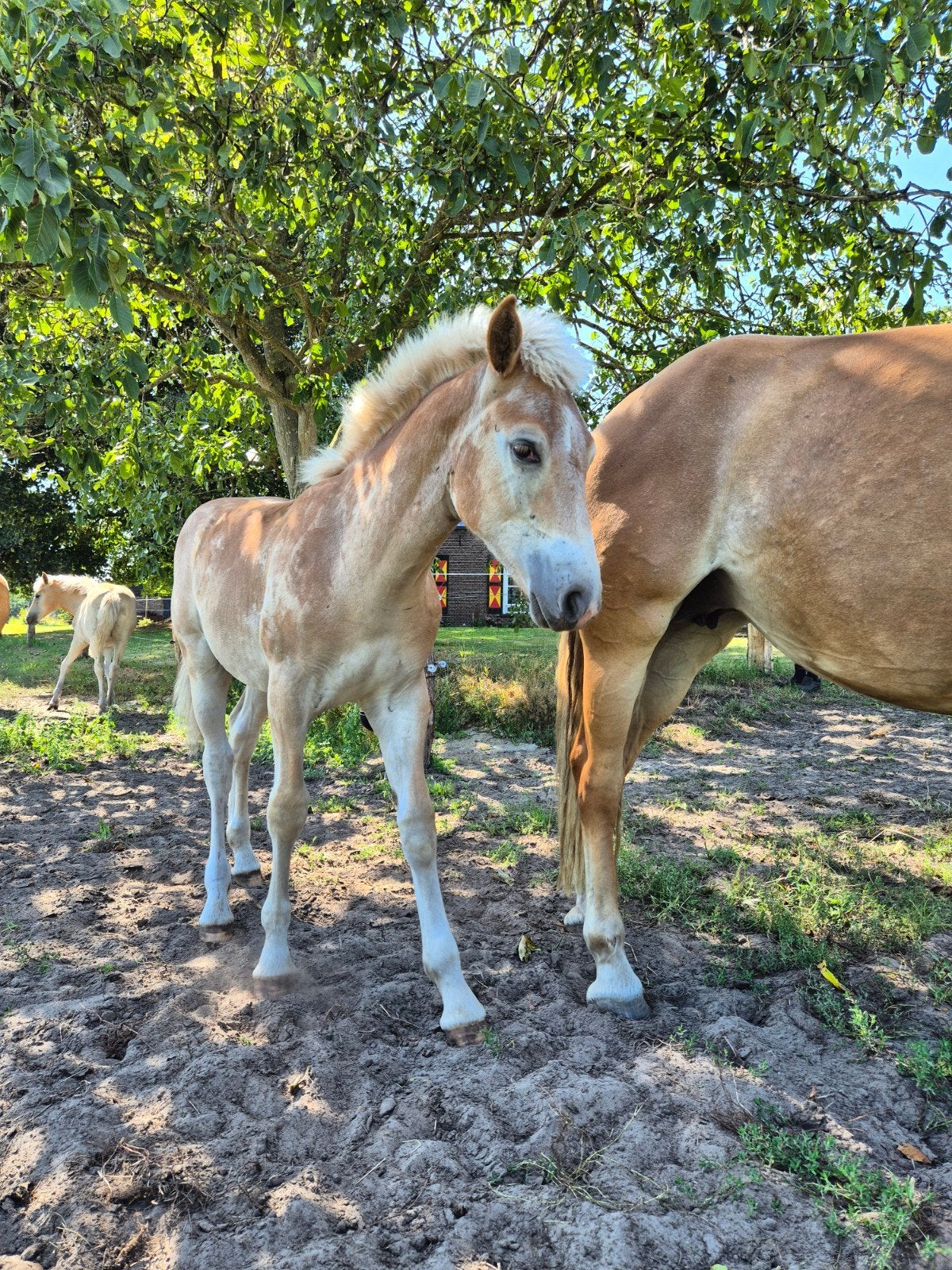 Groot haflinger hengstveulen!, Minder dan 160 cm, Dressuurpaard, Hengst, Gechipt