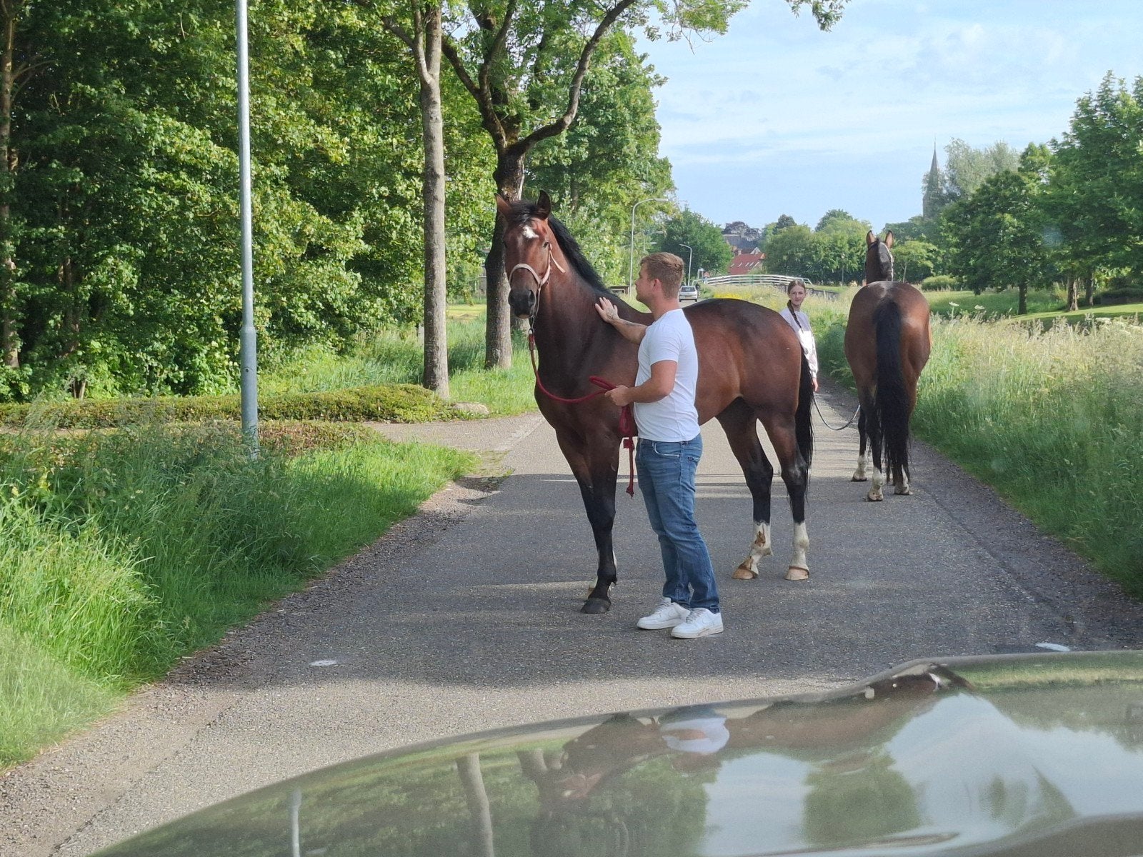 Dressuurpaard, Dieren en Toebehoren, Paarden, Met stamboom, Ruin, Dressuurpaard, Zadelmak