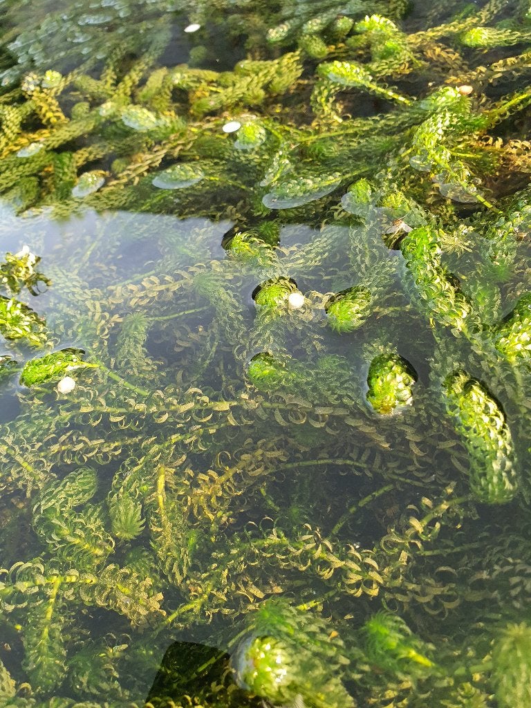 zuurstofplant vijver een 5 liter emmer voor 3,00, Tuin en Terras, Vijvers, Ophalen of Verzenden, Nieuw