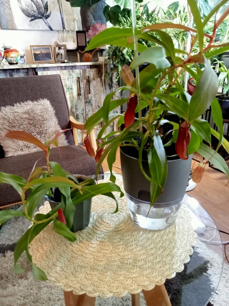 Nepenthes, Ophalen, Volle zon, Minder dan 100 cm