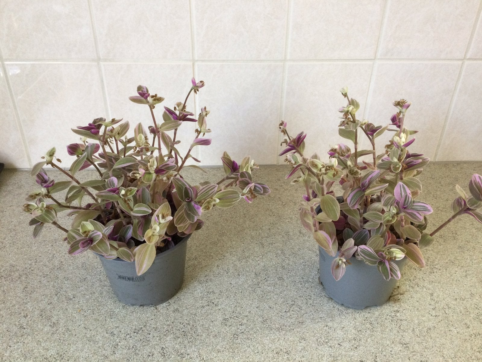 Kamerplanten  PLANTEN BIEDEN, Huis en Inrichting, Kamerplanten, Ophalen, In pot, Halfschaduw, Minder dan 100 cm