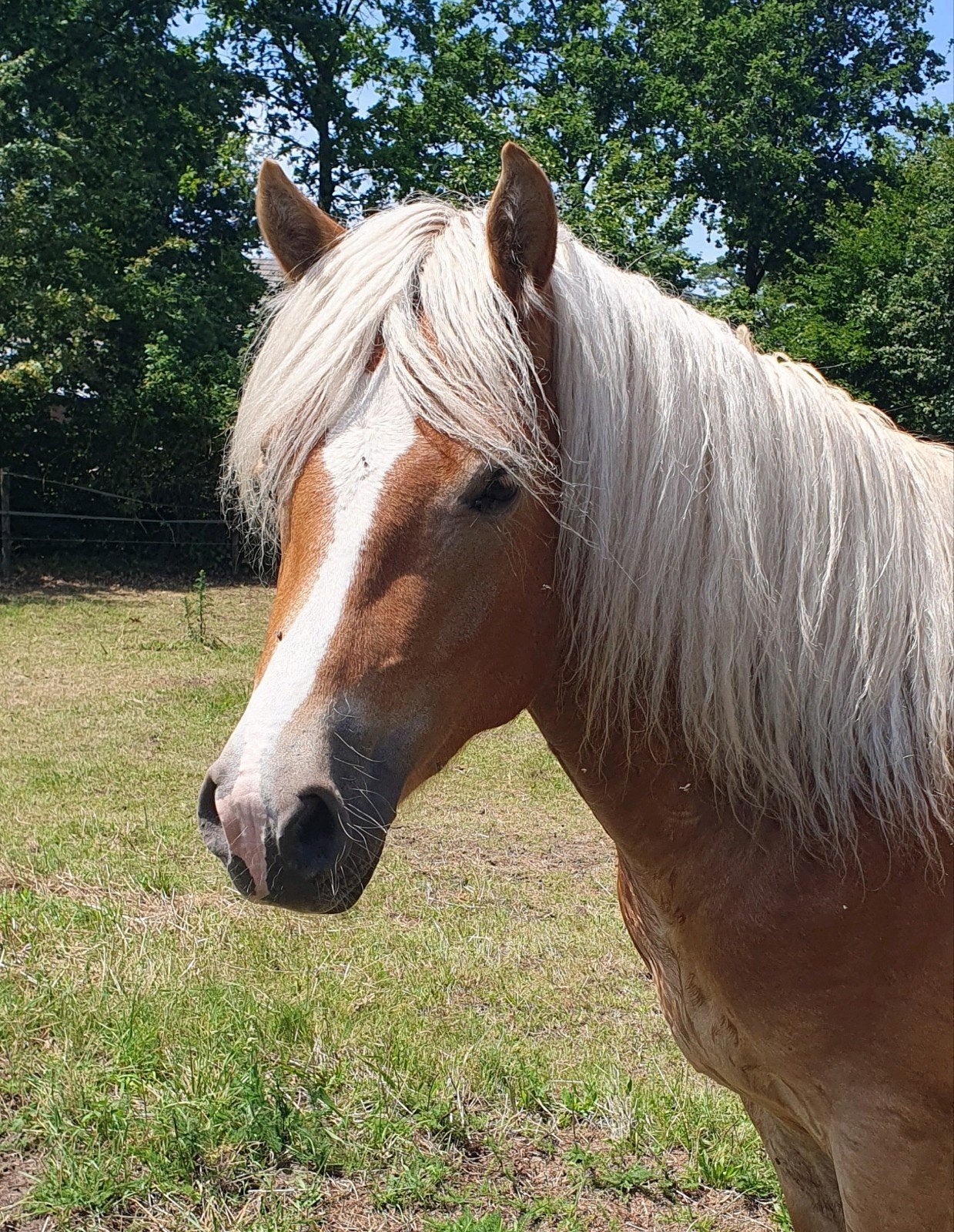 3 jarige Haflinger ruin, Dieren en Toebehoren, Hengst, D pony (1.37m tot 1.48m), Met stamboom, 3 tot 6 jaar