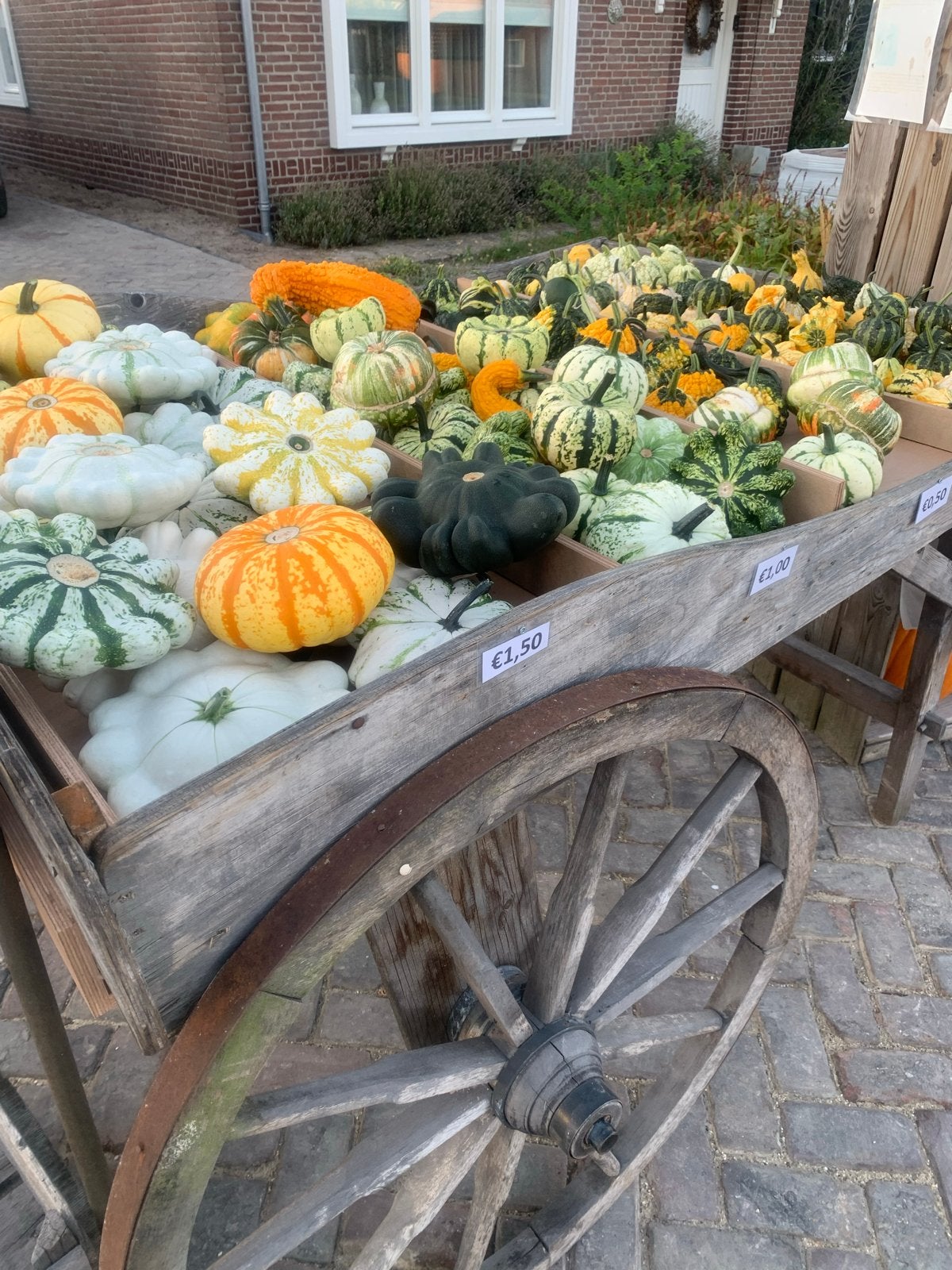 Biologische eet sierpompoenen en Halloween pompoenen, Tuin en Terras, Volle zon, Groenteplanten, Eenjarig, Ophalen of Verzenden