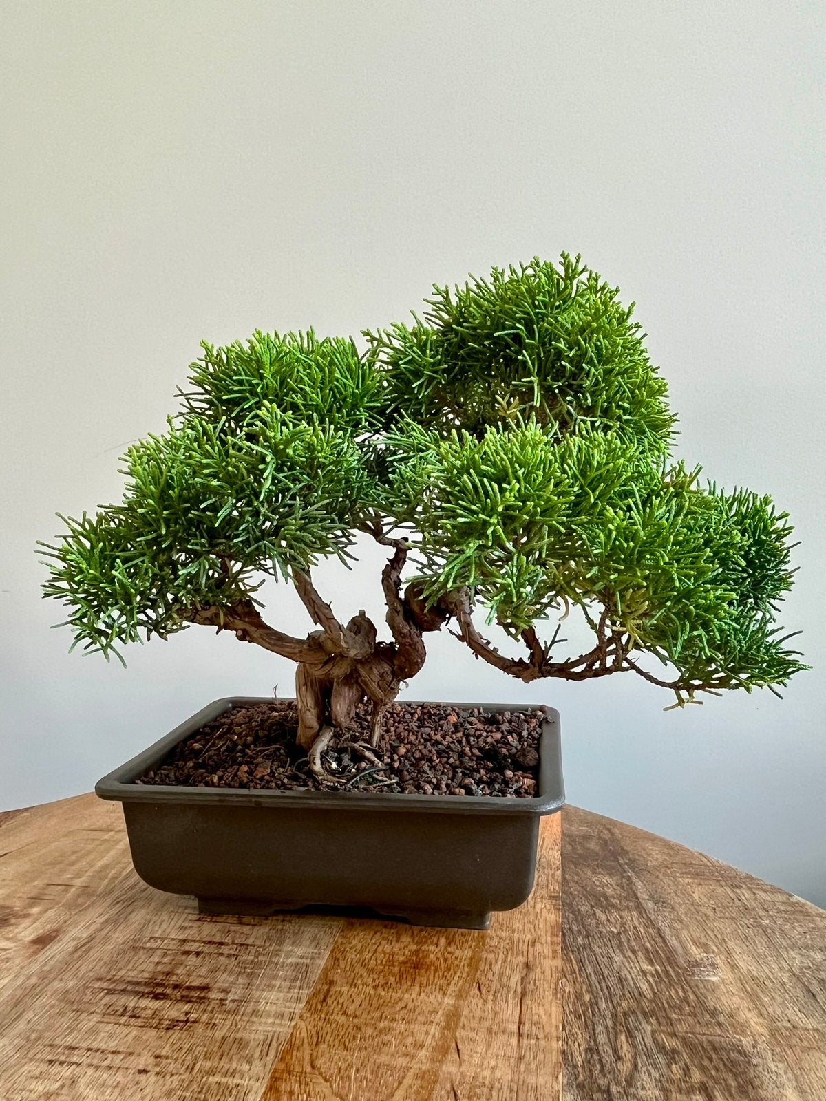Juniperus Chinensis bonsai, Verzenden, Overige soorten, Volle zon