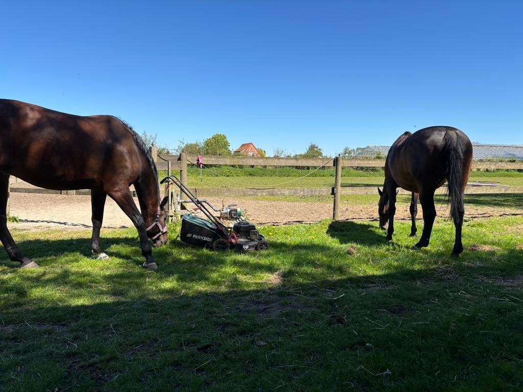 Hooi tekoop gevraagd. Goed paardenhooi.kleine baaltjes