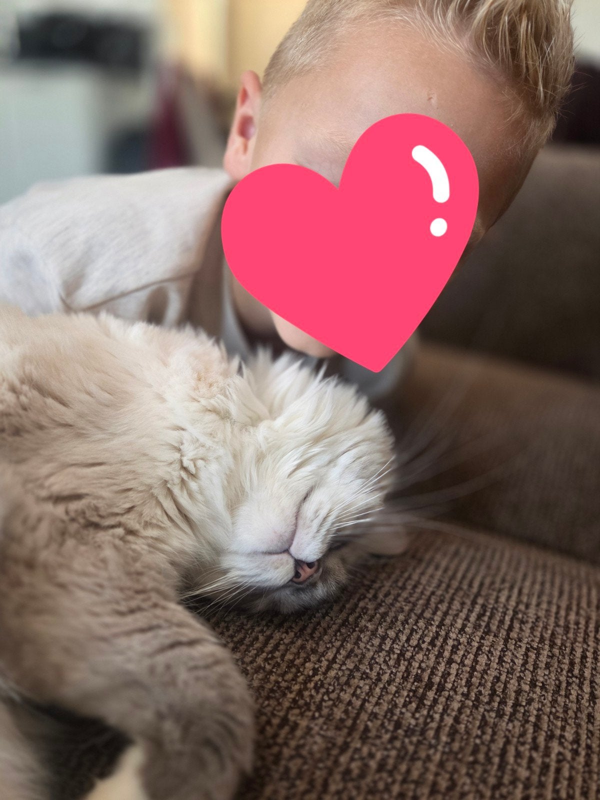Ragdoll 1 jaar, Kater, Gechipt, 0 tot 2 jaar