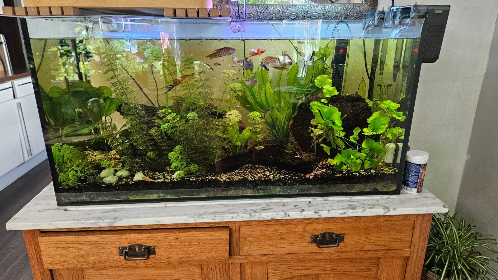 Mooi aquarium 200 liter, Dieren en Toebehoren, Vissen | Aquaria en Toebehoren, Ophalen, Gevuld zoetwateraquarium