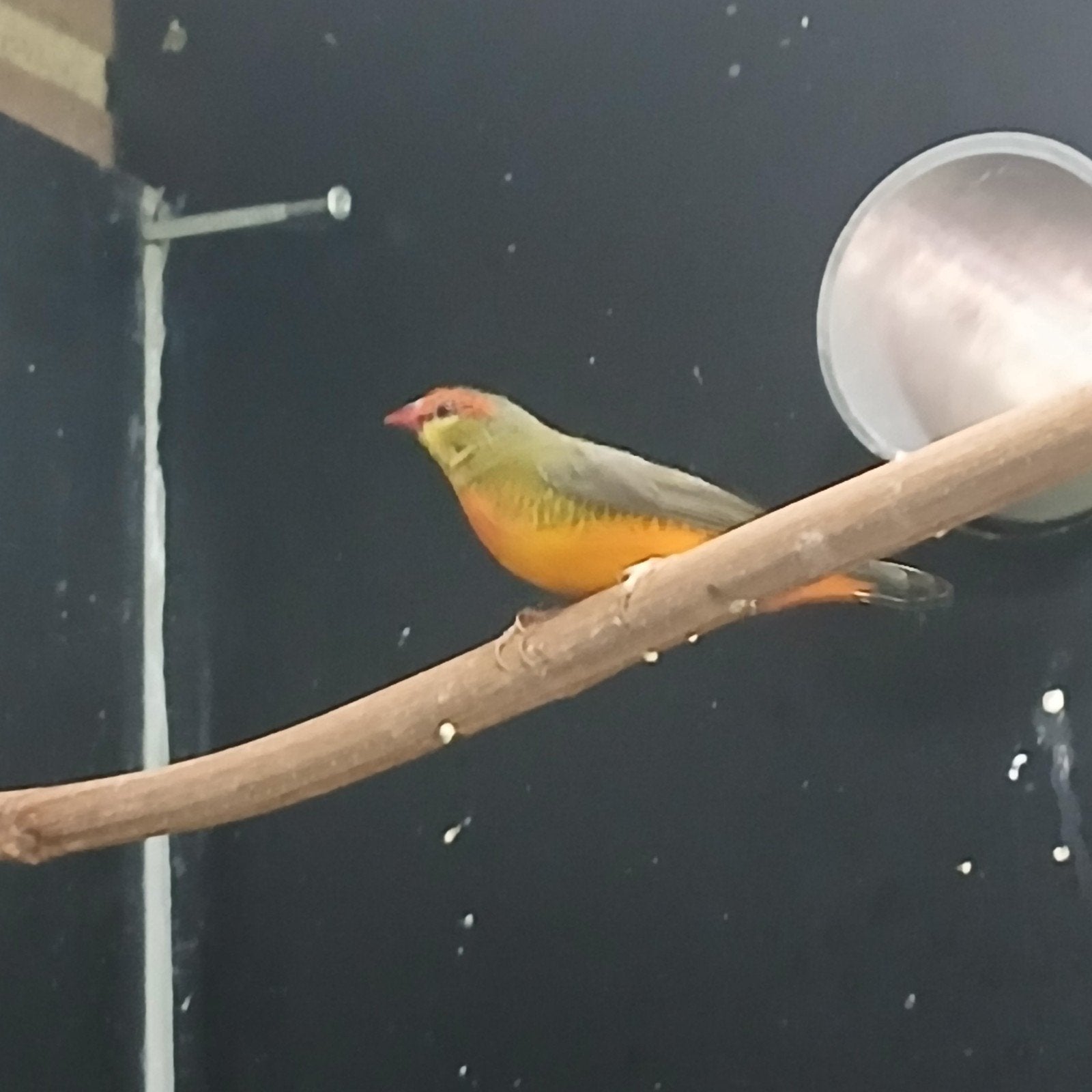 Goudbuikje man, Mannelijk, Tropenvogel, Geringd
