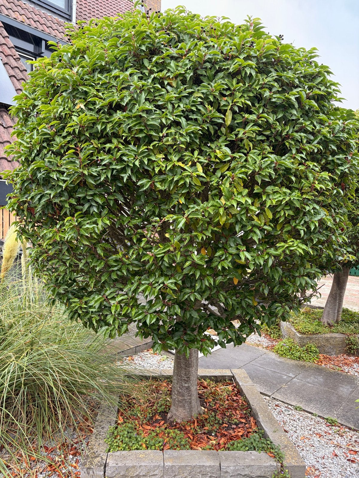 Portugese Laurier op stam (Prunus lusitanica) - 2m+ hoog, Tuin en Terras, Planten | Bomen, Bloeit niet, Halfschaduw, 100 tot 250 cm