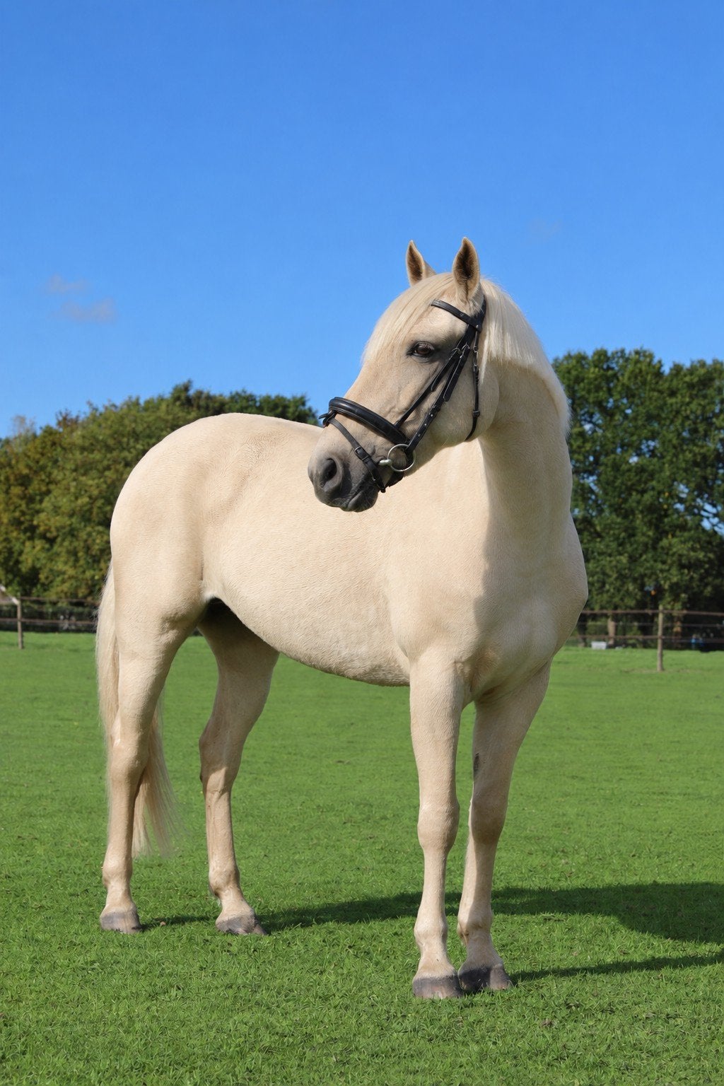 ☘️Palomino😍Grote stevige D-Pony knap werkwillig☘️📏1.47,7, B, 7 tot 10 jaar, D pony (1.37m tot 1.48m), Merrie