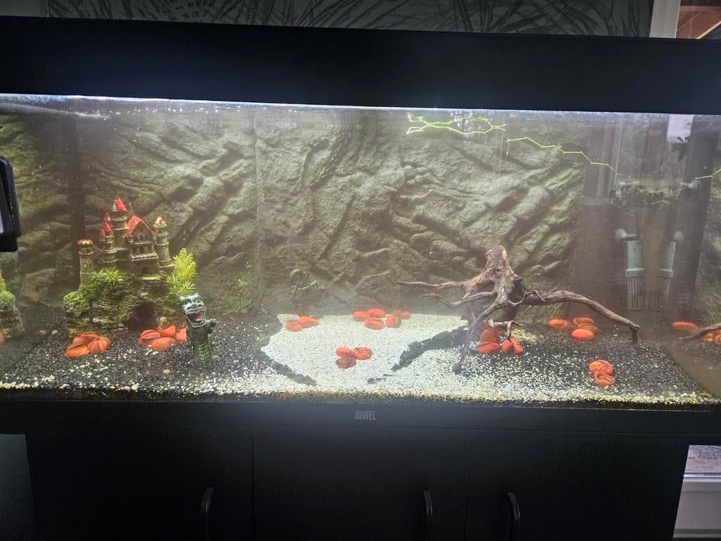 Juwel rio 180 incl. extern filter en co2 pomp, Ophalen, Inclusief vissen, Juwel, Gevuld zoetwateraquarium