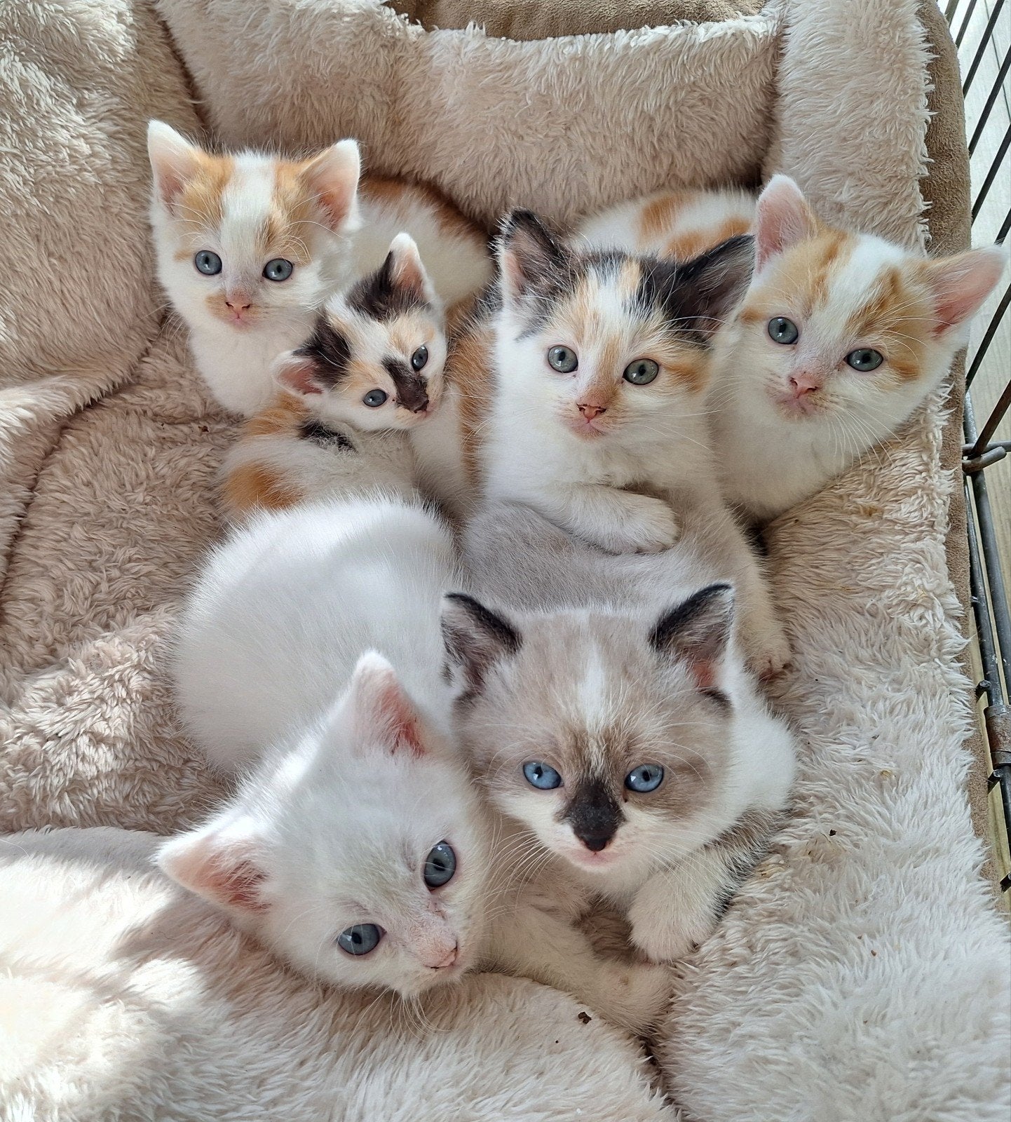 kruising Snowshoe kittens ️, Meerdere dieren, 0 tot 2 jaar