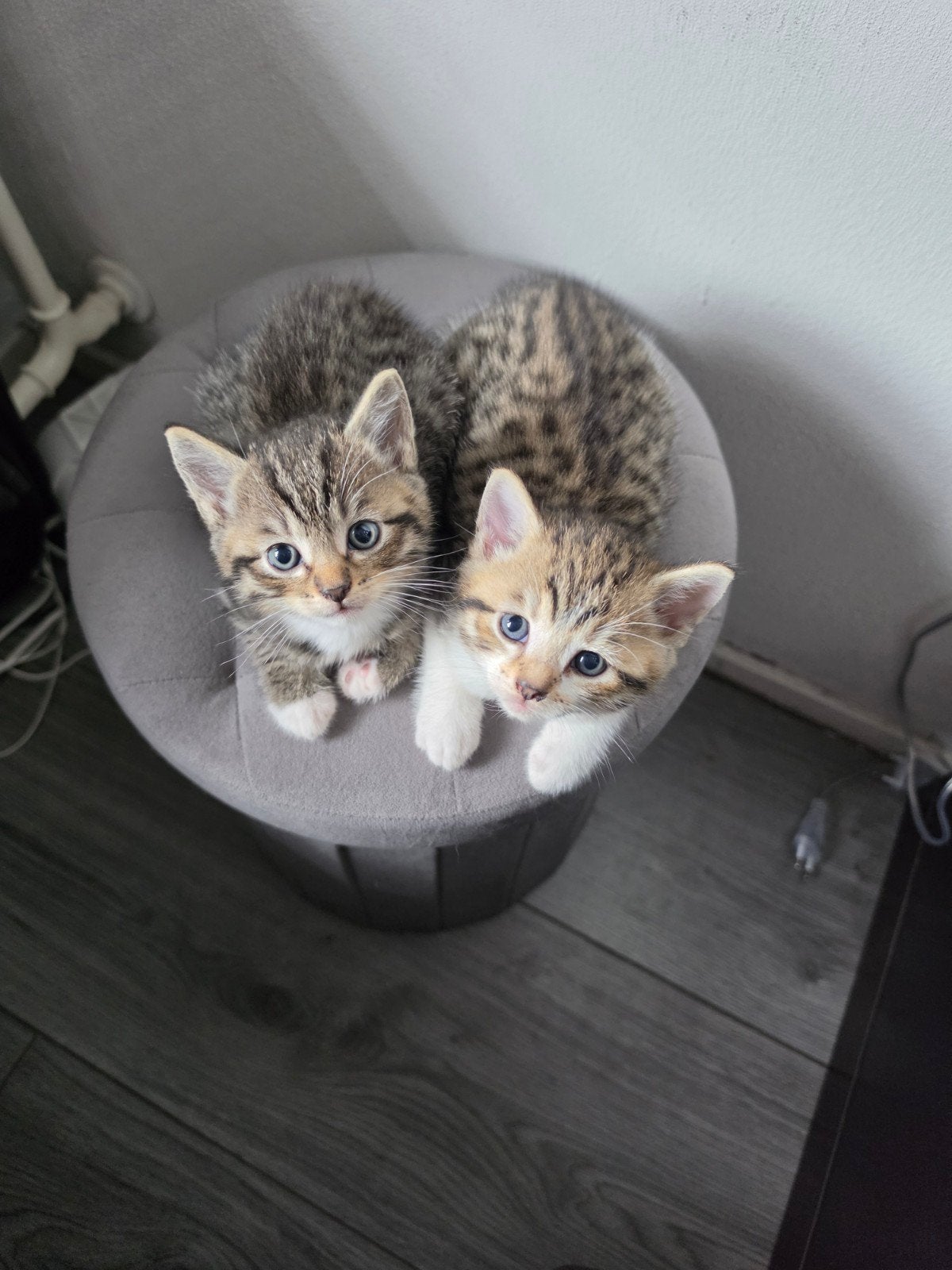 ️lieve kittens zoeken een gouden mandje!, Meerdere dieren, Ontwormd