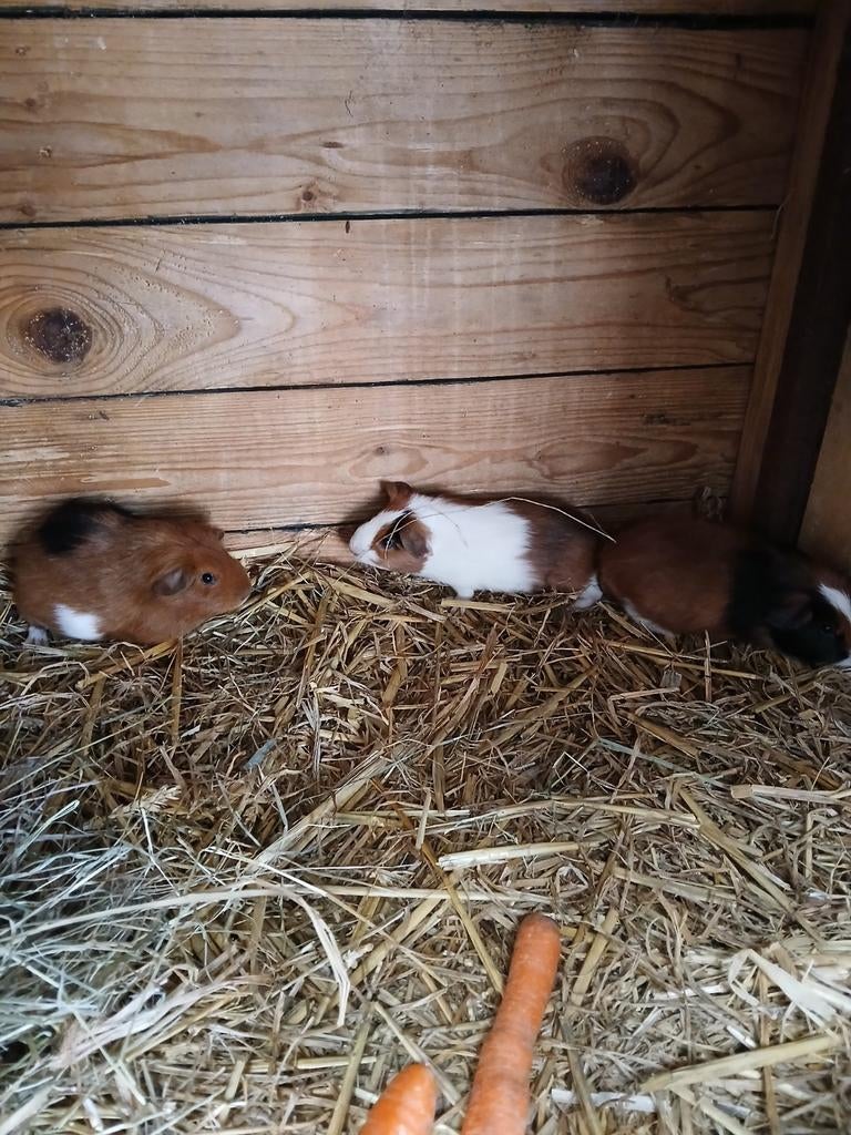 3 jonge cavia beertjes, Dieren en Toebehoren, Knaagdieren, April, Mannelijk, Cavia