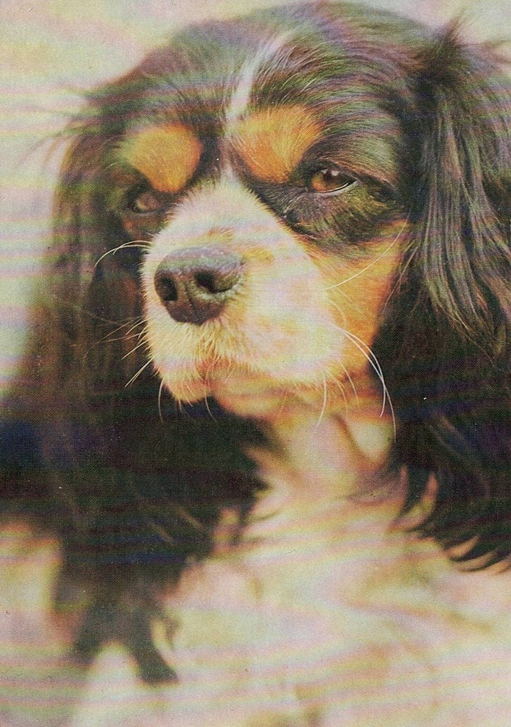Cavalier-King-Charles Spaniel 647, Verzenden, 1980 tot heden, Ongelopen, Hond of Kat