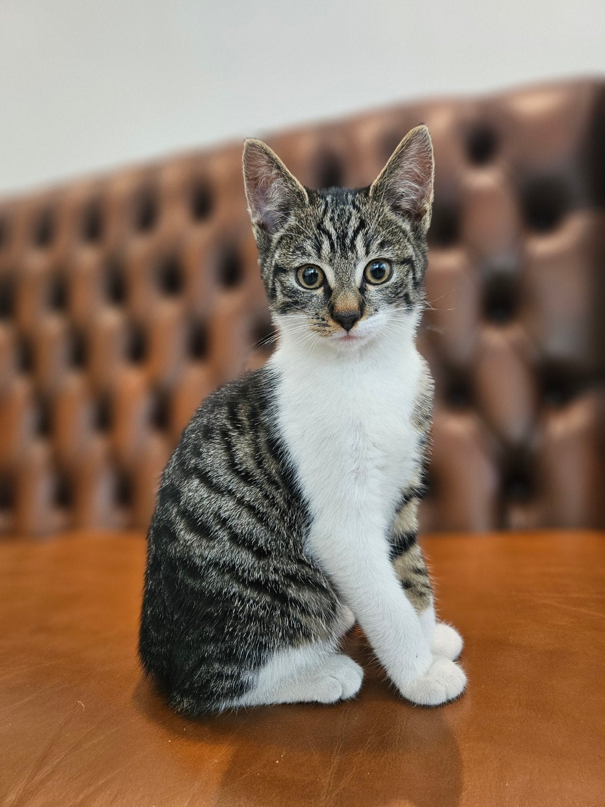 Mooie lieve kittens te koop, Meerdere dieren, Ontwormd, 0 tot 2 jaar