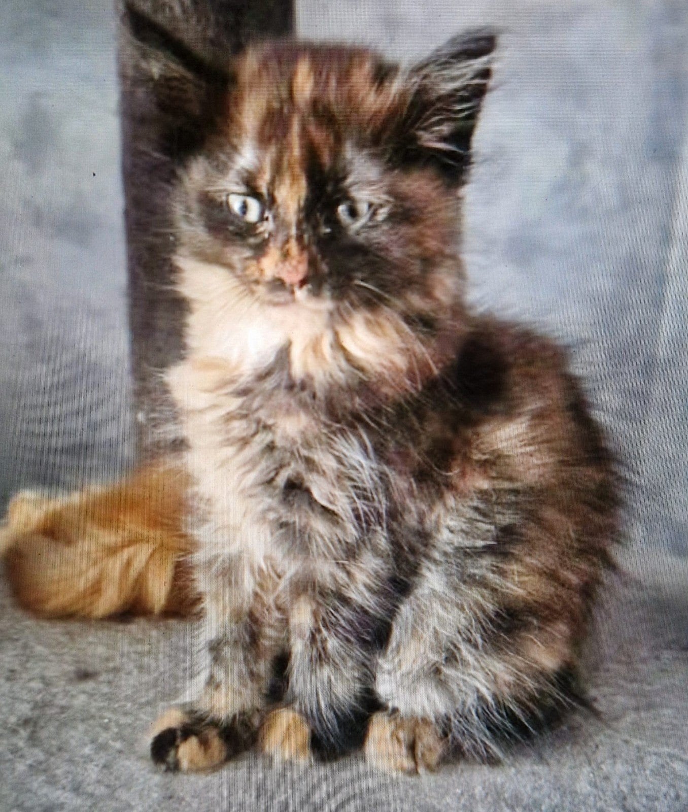 prachtig sociale maine coon kittens, Meerdere dieren, Gechipt, 0 tot 2 jaar