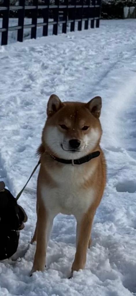 Shiba Inu Dekreu (Raszuiver), Dieren en Toebehoren, Honden | Poolhonden, Keeshonden en Oertypen, Reu, Poolhond, Parvo, Eén hond