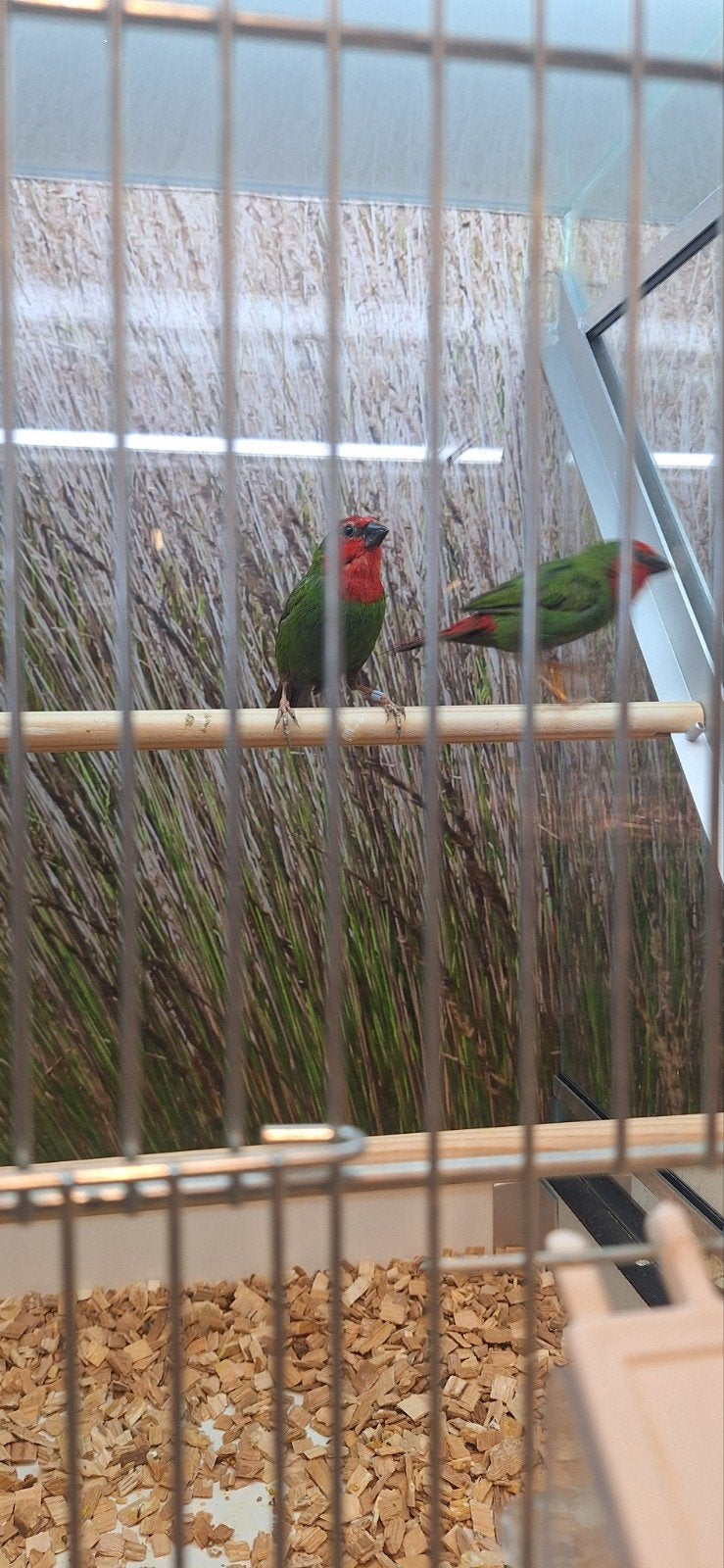 Prachtige papegaai amadines, Meerdere dieren, Tropenvogel, Geringd