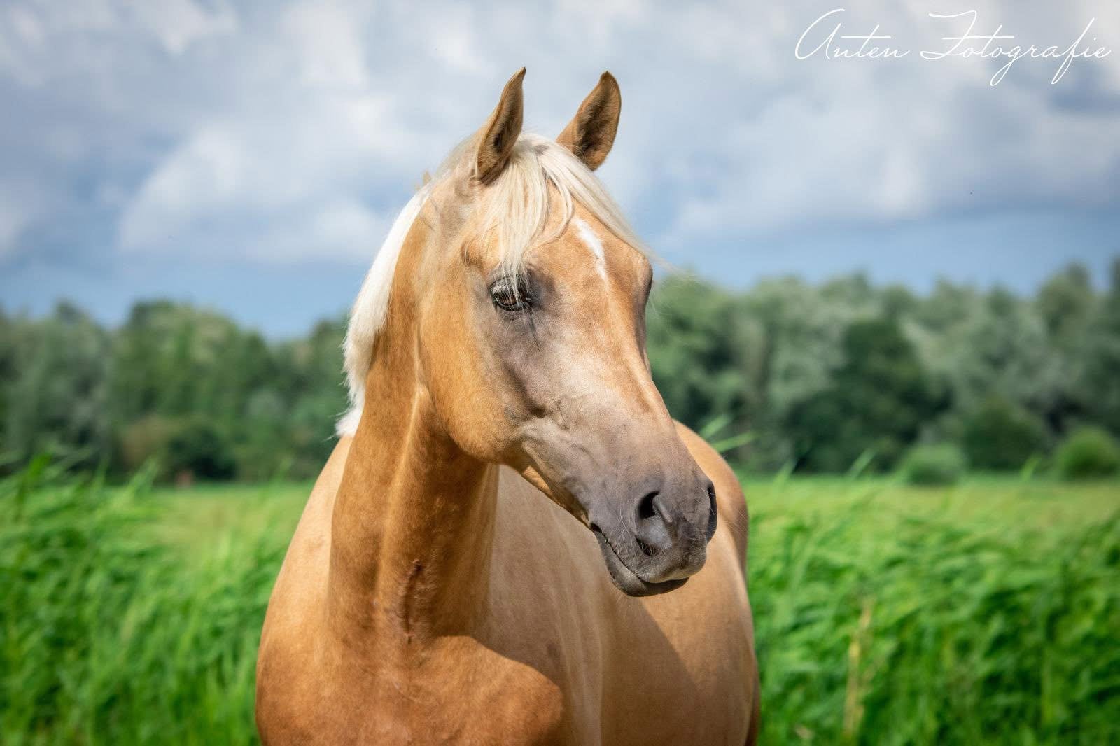 Brave palomino ruin, prachtige valk ruin en mega braaf paard, Dieren en Toebehoren, Pony's, Gechipt, B, Ruin, 11 jaar of ouder