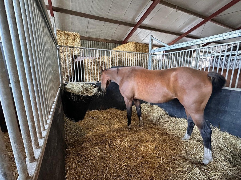 Pensionstalling, Paardencheck en/of Professionele training, Dieren en Toebehoren, Weidegang, 4 paarden of pony's of meer