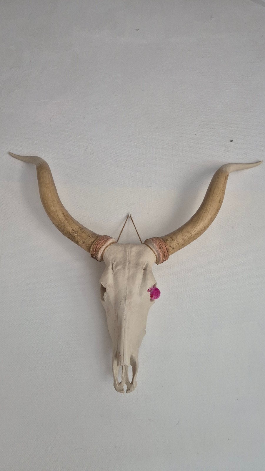 Longhorn (polystone) 130 breedte - 110 lengte., Ophalen