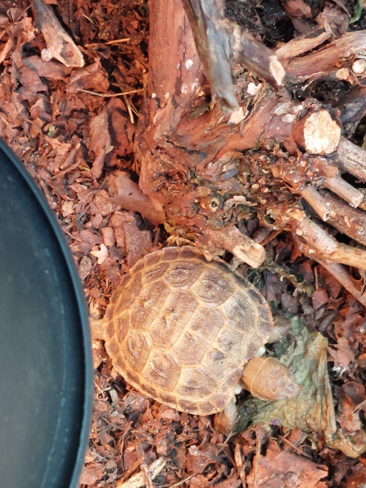 Vierteen schildpad (Testudo horsfieldii) 2x nakweek, Schildpad, 0 tot 2 jaar