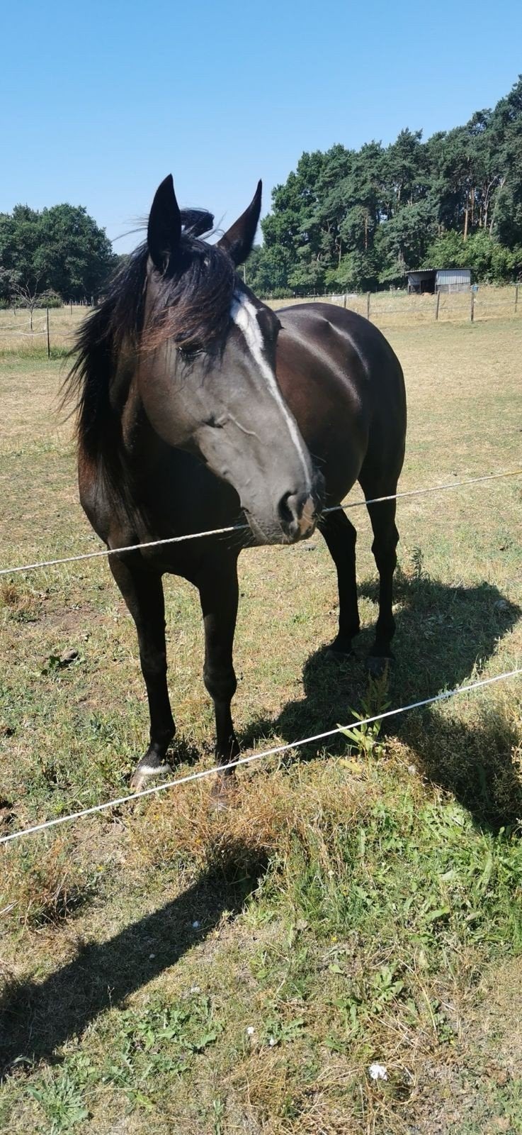 Leuke en lieve recreatie merrie, Merrie, Recreatiepaard