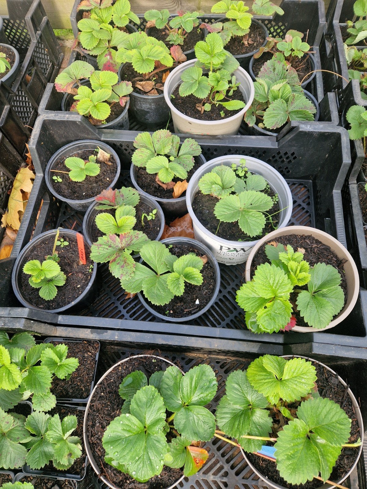 Maxi Aardbeien Jonge Planten, Tuin en Terras, Ophalen, Volle zon, Vaste plant, Fruitplanten
