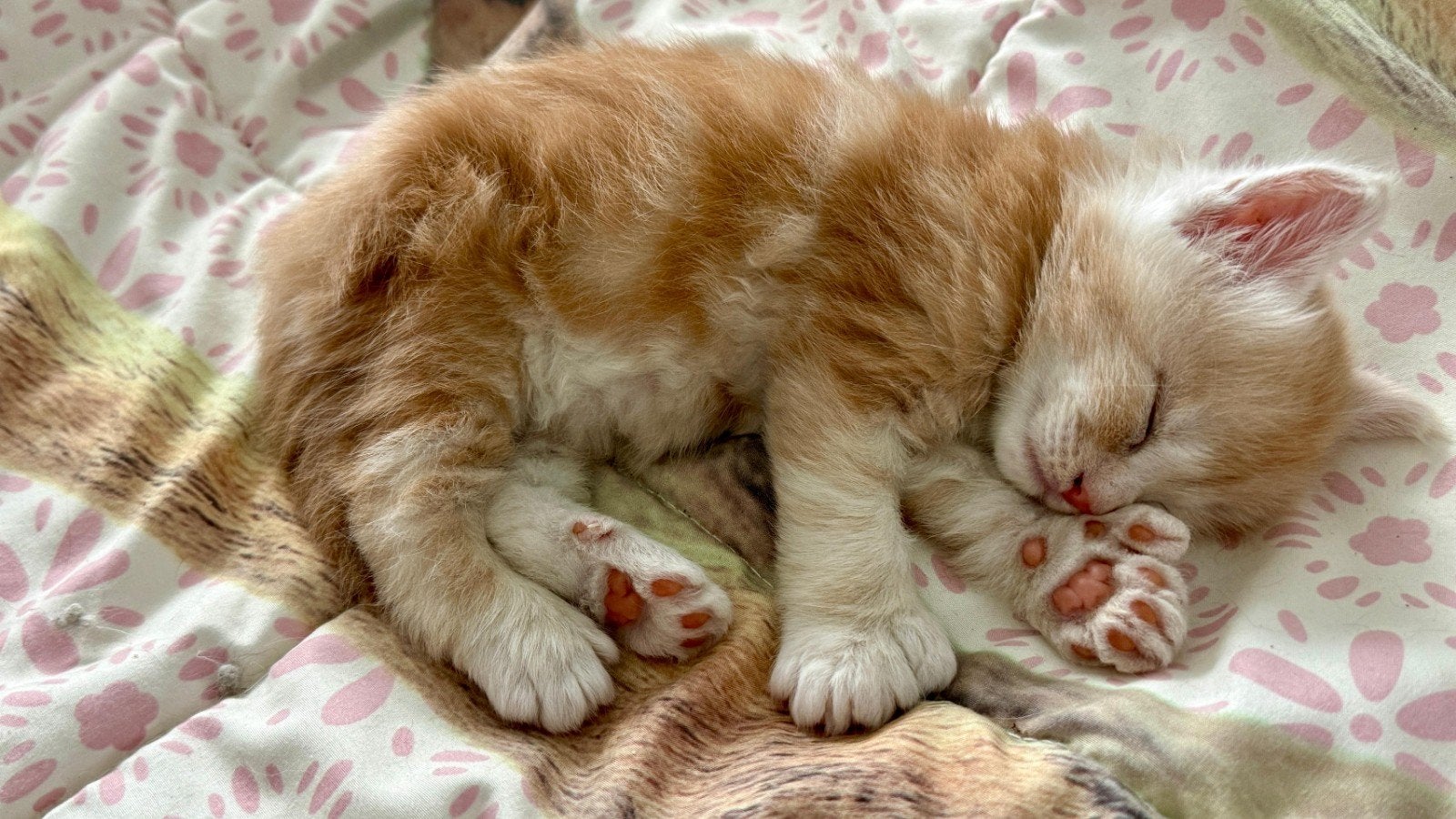 Maine Coon kittens met Stamboom, Meerdere dieren, Met stamboom, 0 tot 2 jaar