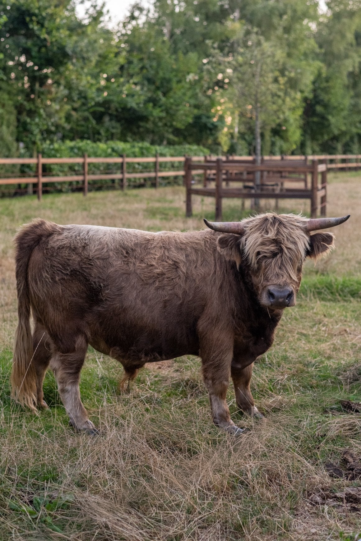 Mini schotse hooglander, Dieren en Toebehoren, Runderen, Mannelijk