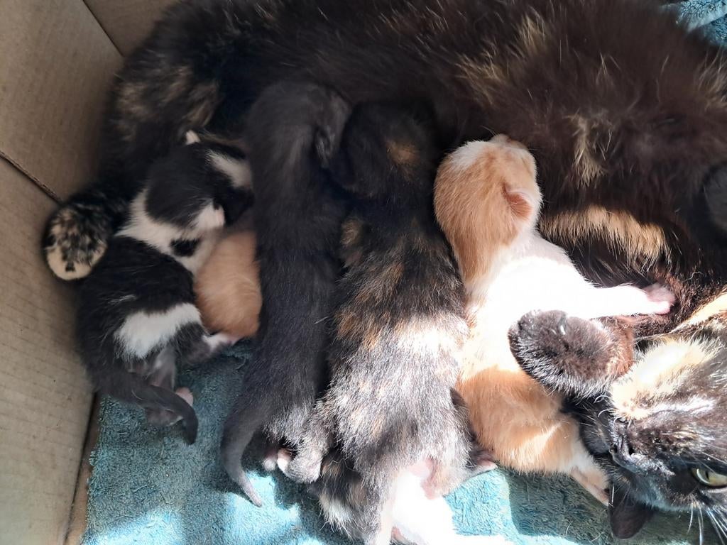 Europese korthaar kittens. Meerdere kleuren, Dieren en Toebehoren, Katten en Kittens | Overige Katten, Meerdere dieren, Kortharig
