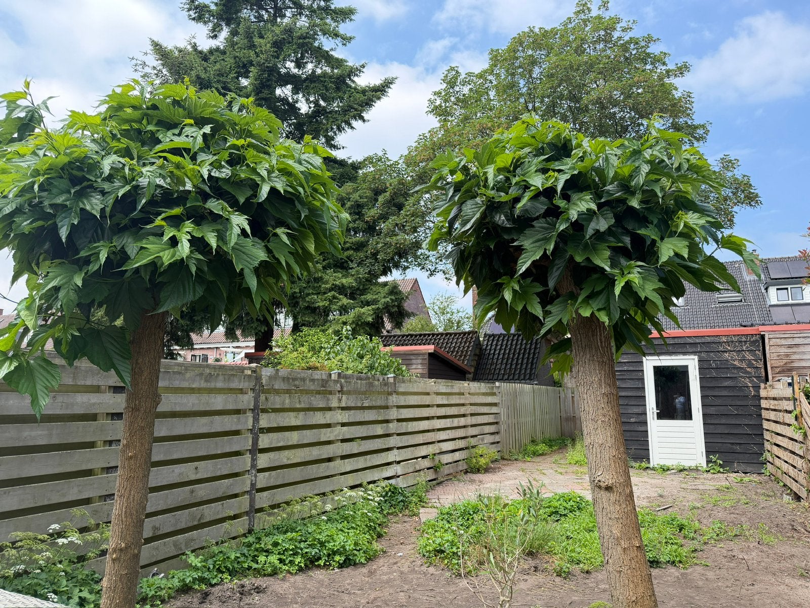 Twee volwassen vruchtdragende moerbeibomen op stam GRATIS, Tuin en Terras, Planten | Bomen, Overige soorten, 100 tot 250 cm, Volle zon