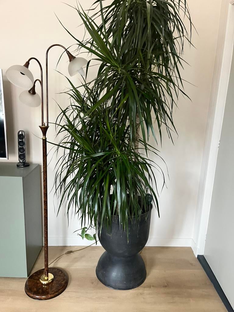 Ferm living hourglass pot (met plant), Ophalen, Halfschaduw, Minder dan 100 cm